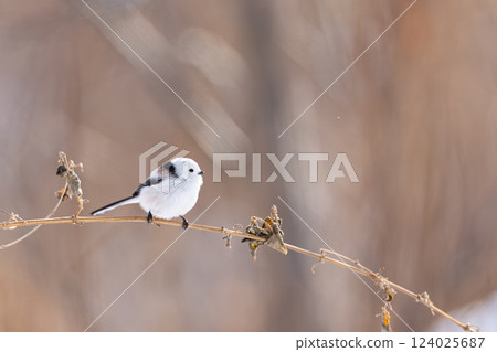 Shimaenaga Shimaenaga 124025687