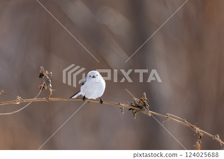 Shimaenaga Shimaenaga 124025688