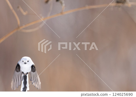 Shimaenaga 124025690