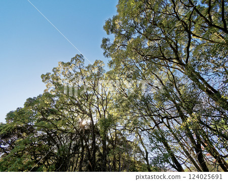 樟樹樹冠 樟樹樹冠 124025691