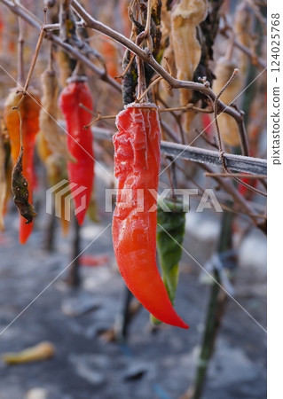 Red peppers left in a winter field Red peppers left in a winter field 124025768