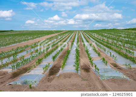Corn planted in a mulched field in early summer 124025901