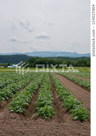 Potato field in early summer with lush green leaves 124025904