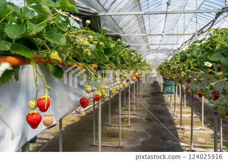 Strawberry farm greenhouse Strawberry farm greenhouse 124025916