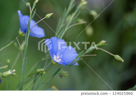 盛開的利馬花 124025960