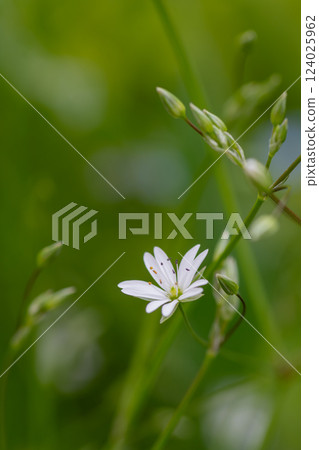 Cute white flowers in the spring field: Siberian chickweed Cute white flowers in the spring field: Siberian chickweed 124025962
