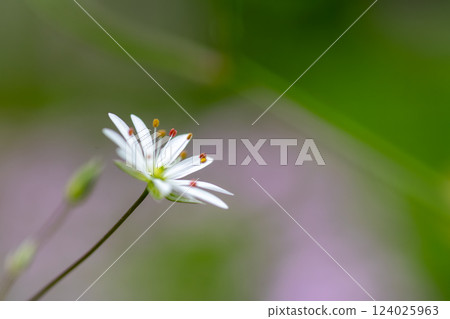 Cute white flowers in the spring field: Siberian chickweed 124025963