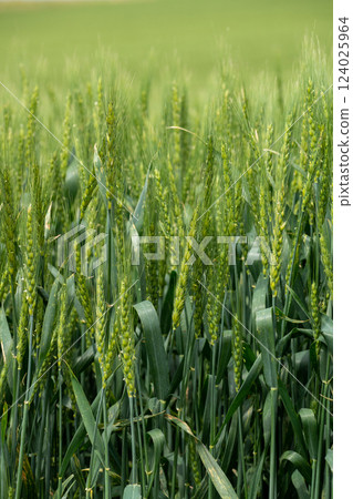Green ears of wheat beginning to bloom 124025964