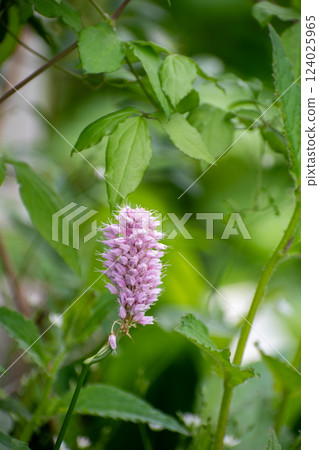 Ibuki toranoo blooming in the garden in early summer 124025965