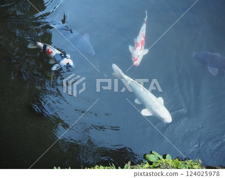 鯉魚 124025978