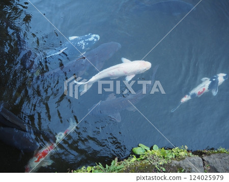 鯉魚 124025979