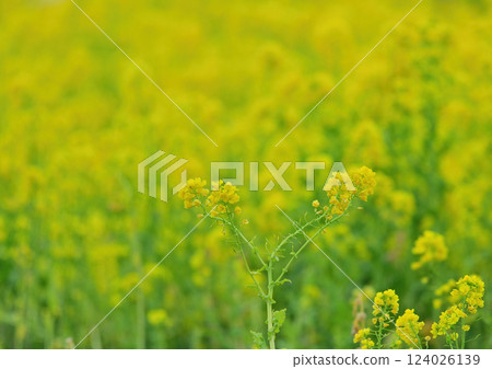 強姦開花 124026139