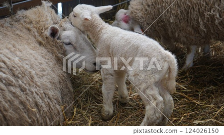 親子羊 124026150