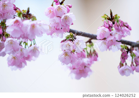 新開的櫻花 新開的櫻花 124026252