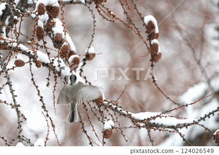 一隻山雀正在啄食被雪覆蓋的松果 124026549
