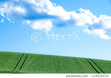 A refreshing blue sky and clouds, typical of Hokkaido in early summer 124026554
