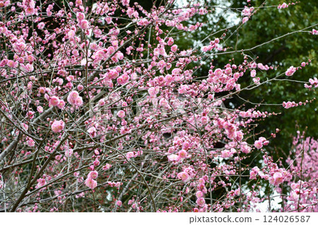 早春的梅花 早春的梅花 124026587