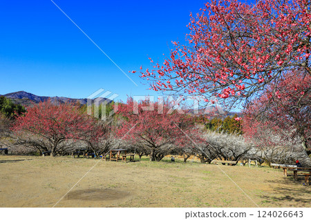 紅白相間的梅花盛開 124026643