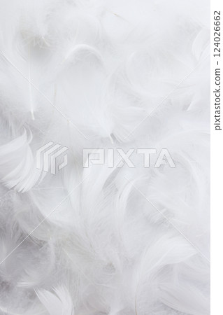 White background_feather White background_feather 124026662