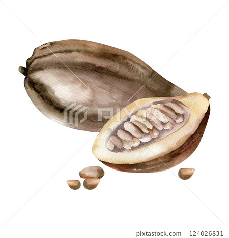 Cocoa pod botanical illustration with watercolor opened cacao fruit and beans. Hand drawn coffee and chocolate ingredient, tropical vegan food clipart for label, logo, packing design Cocoa pod botanical illustration with watercolor opened cacao fruit and beans. Hand drawn coffee and chocolate ingredient, tropical vegan food clipart for label, logo, packing design 124026831