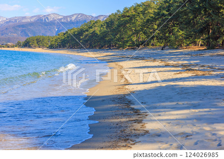 Kehi Pine Bara in March [Fukui Prefecture] 124026985