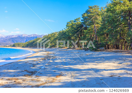 Kehi Pine Bara in March [Fukui Prefecture] 124026989