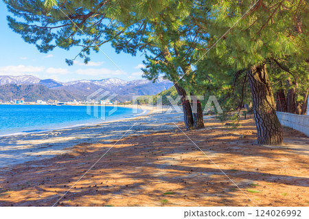 Kehi Pine Bara in March [Fukui Prefecture] 124026992