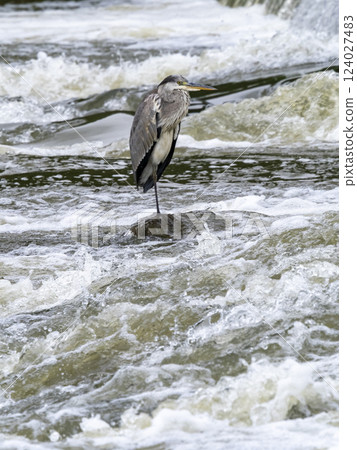 A grey heron in a rough river after heavy rain 124027483