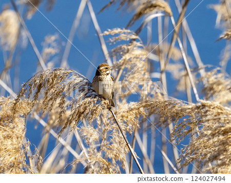 A reed bunting resting on dried reeds in a pond 124027494