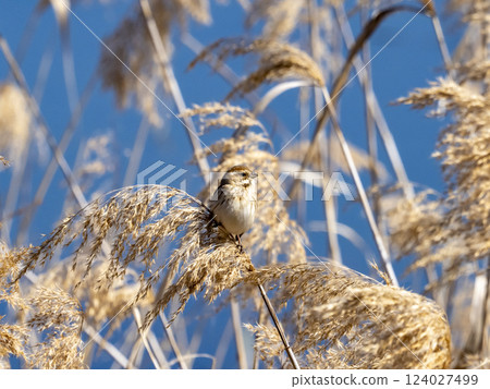 一隻蘆鹀在池塘裡的乾蘆葦上休息 124027499