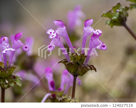 Hotokenosa flowers 124027519