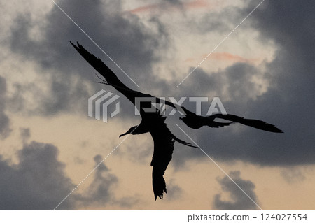 Frigatebirds flying leisurely over the Caribbean Sea in the early morning 124027554