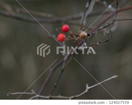 Winter-withered fruits of Sarmiento sartorii 124027559