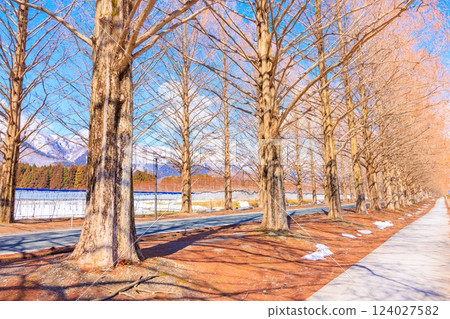Metasequoia Avenue in March [Shiga Prefecture] 124027582