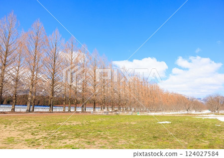 Metasequoia Avenue in March [Shiga Prefecture] 124027584