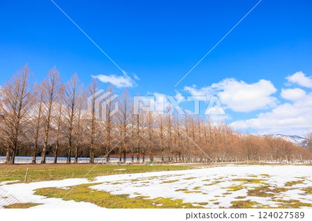 Metasequoia Avenue in March [Shiga Prefecture] 124027589