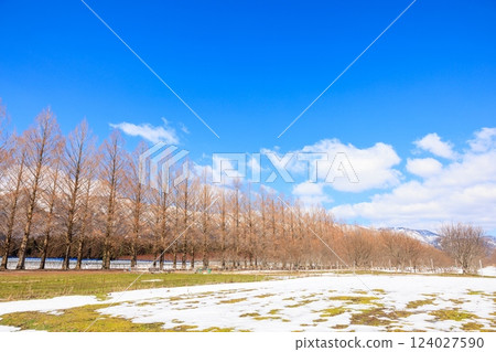 Metasequoia Avenue in March [Shiga Prefecture] 124027590