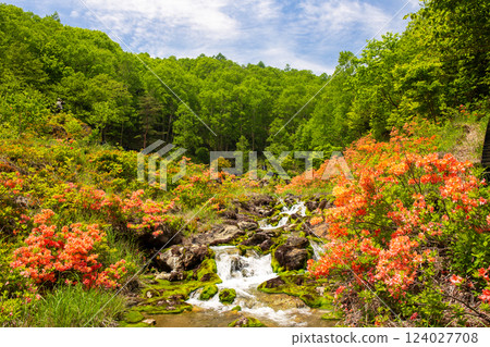 Rennetzuji blooming Chad Bomigokke park 124027708