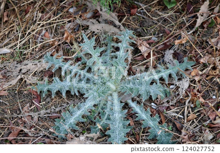 美國洋蔥 美國洋蔥 124027752