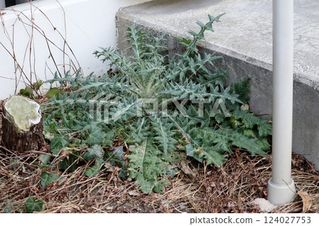 美國洋蔥 美國洋蔥 124027753