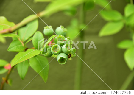 新鮮採摘的藍莓 124027796
