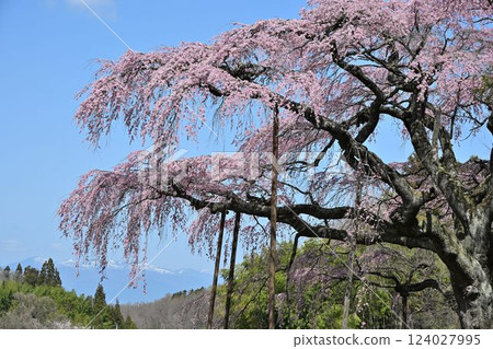 福島地藏菩薩櫻花和桃花迴廊 福島地藏菩薩櫻花和桃花迴廊 124027995