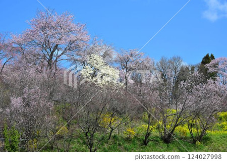 Fukushima Jizo Sakura Sakura and Tanamomo Corridor 124027998