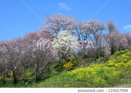 Fukushima Jizo Sakura Sakura and Tanamomo Corridor 124027999