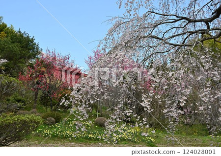 Fukushima Jizo Sakura Sakura and Tanamomo Corridor Fukushima Jizo Sakura Sakura and Tanamomo Corridor 124028001