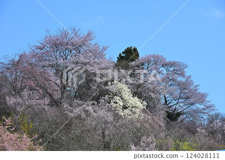 Fukushima Jizo Sakura Sakura and Tanamomo Corridor 124028111