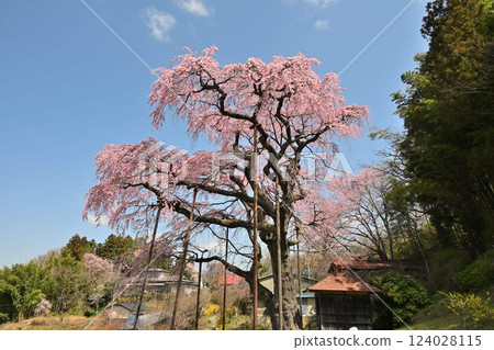 Fukushima Jizo Sakura Sakura and Tanamomo Corridor Fukushima Jizo Sakura Sakura and Tanamomo Corridor 124028115