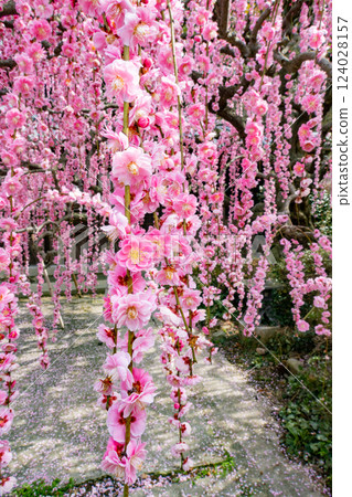 兵庫縣淡路島南淡路村上宅邸的垂枝梅樹 124028157