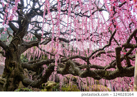 Weeping plum tree at the Murakami residence in Minamiawaji, Awaji Island, Hyogo Prefecture Weeping plum tree at the Murakami residence in Minamiawaji, Awaji Island, Hyogo Prefecture 124028164