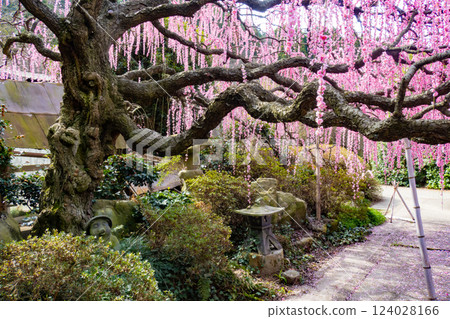 兵庫縣淡路島南淡路村上宅邸的垂枝梅樹 124028166